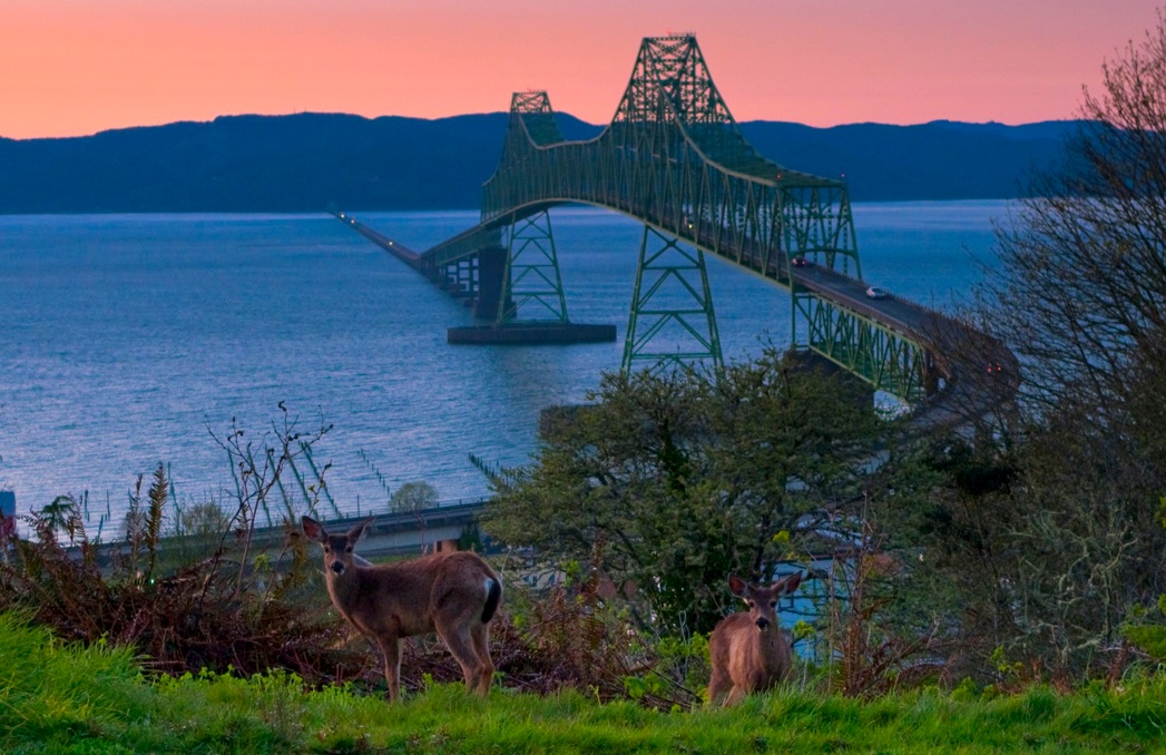 Name:  deer%20astoria.jpg
Views: 2237
Size:  264.9 KB