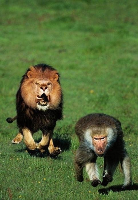 Name:  lion2band2bbaboon2bknuttz.jpg
Views: 12747
Size:  58.0 KB